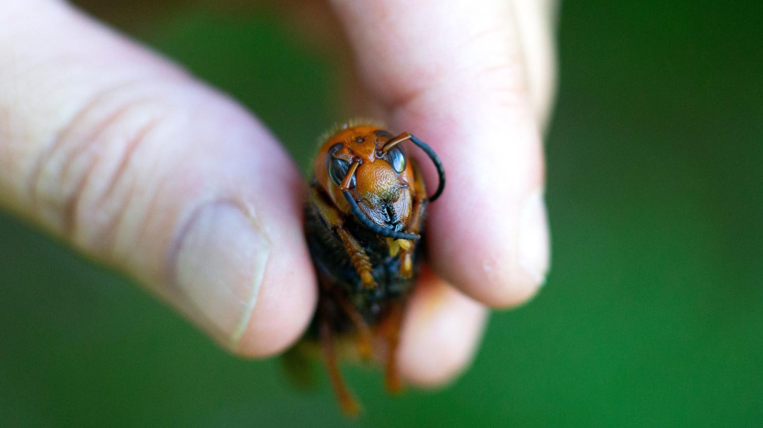 A pest biologist from the Washington State Department of Agriculture holds a dead Asian giant hornet on July 29, 2020 in Bellingham, Washington. (Photo: Karen Ducey, Getty Images)