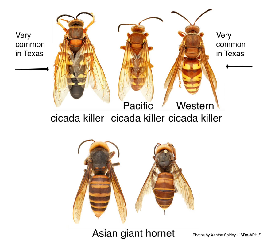 Though the two rows of insects may look similar, they are not the same.  (Image: Xanthe Shirley, USDA-APHIS)
