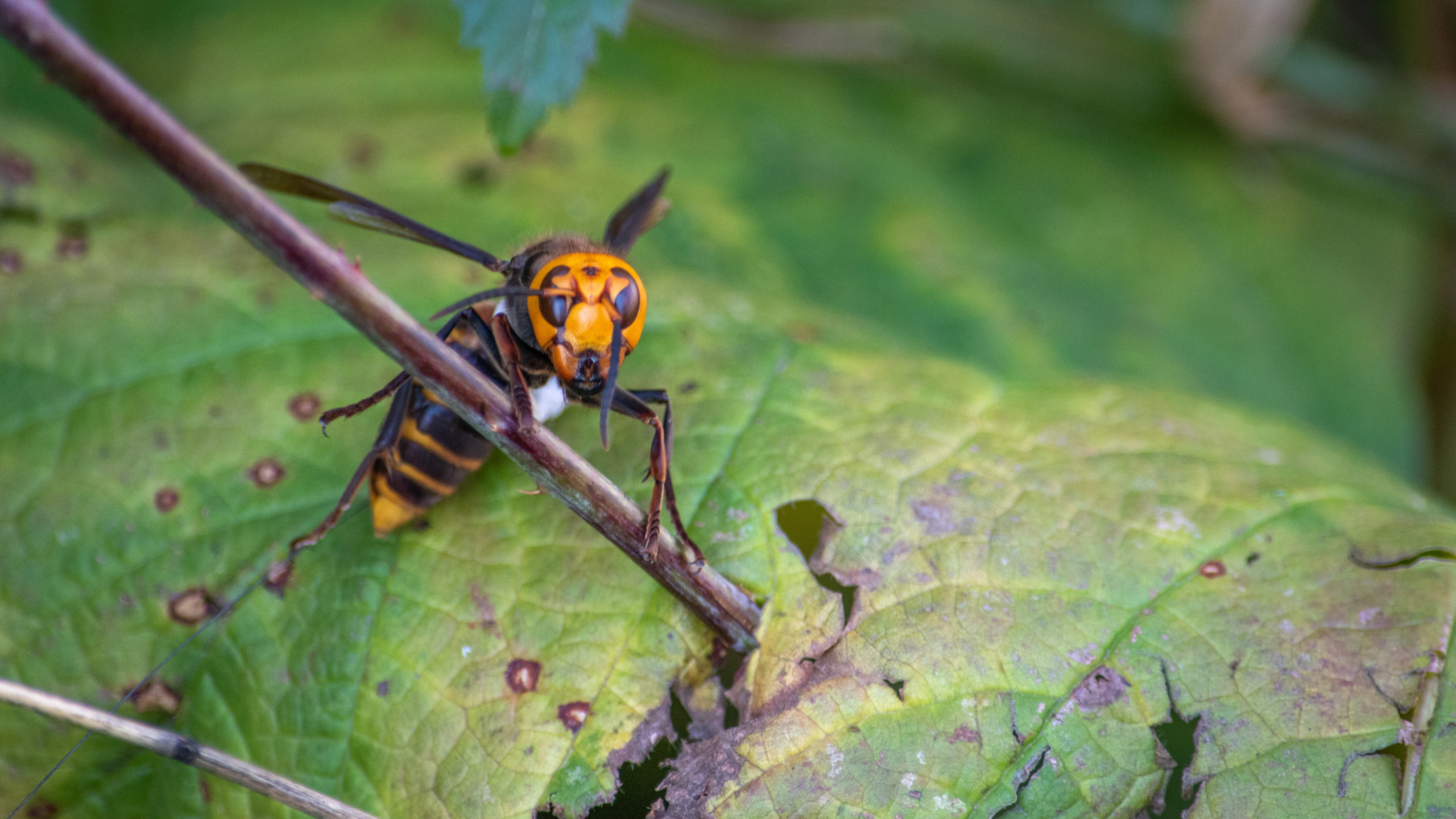 A picture of an actual Asian giant hornet, aka murder hornet, aka Vespa mandarinia, taken by the entomologists in Washington who discovered the bugs' first known nest in the country. (Photo: Washington State Dept. of Agriculture)