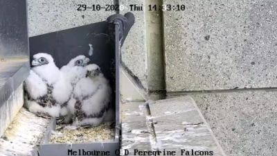 Watch These Adorable Baby Peregrine Falcons React To Airplanes Returning To Melbourne’s Skies In A Livestream
