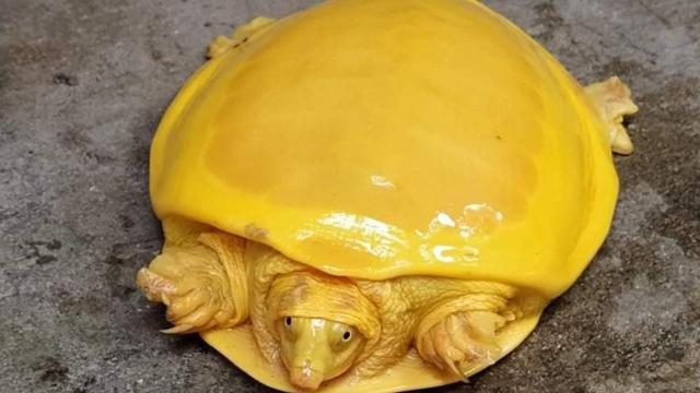 Please Don’t Eat This Rare Yellow Turtle That Looks Like Melted Cheese
