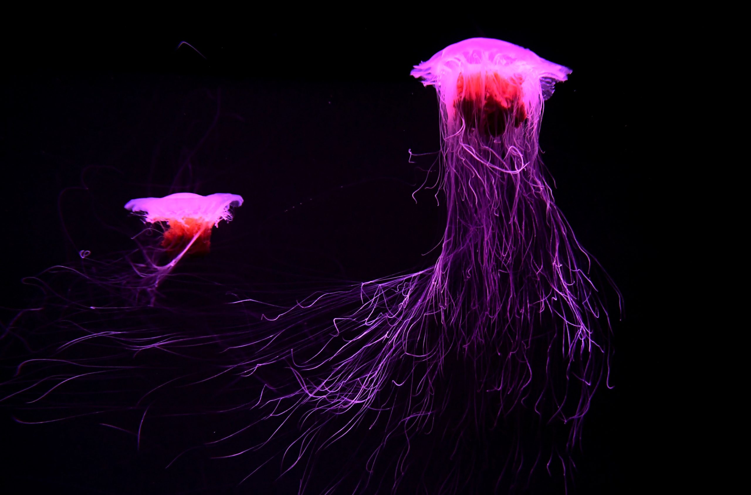 Lovely lion's mane jellyfish swim in their display tank at Sea Life Melbourne Aqaurium in Melbourne on May 26, 2020. (Photo: William West, Getty Images)