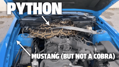 Florida Person Finds A 10-Foot Python In A Mustang’s Engine