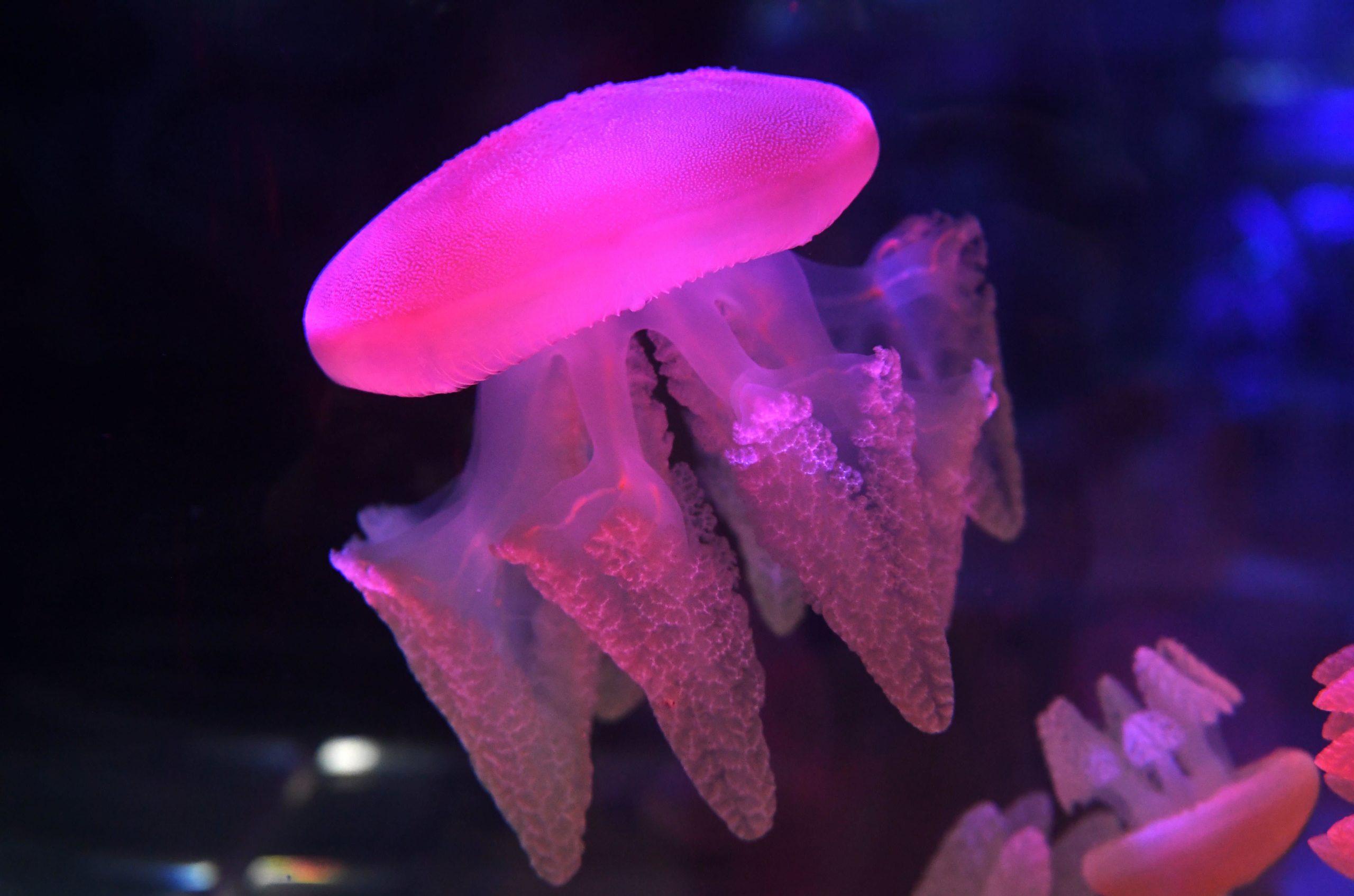 A beautiful blubber jellyfish swims in its display tank at Sea Life Melbourne Aqaurium in Melbourne on May 26, 2020. (Photo: William West, Getty Images)