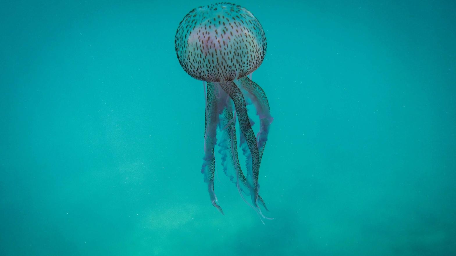 This underwater picture from off the coast Lebanon's northern town of Qalamun on May 27, 2020 shows a Medusa luminosa, a species of jellyfish commonly known as the mauve stinger.  (Photo: Ibrahim Chalhoub, Getty Images)
