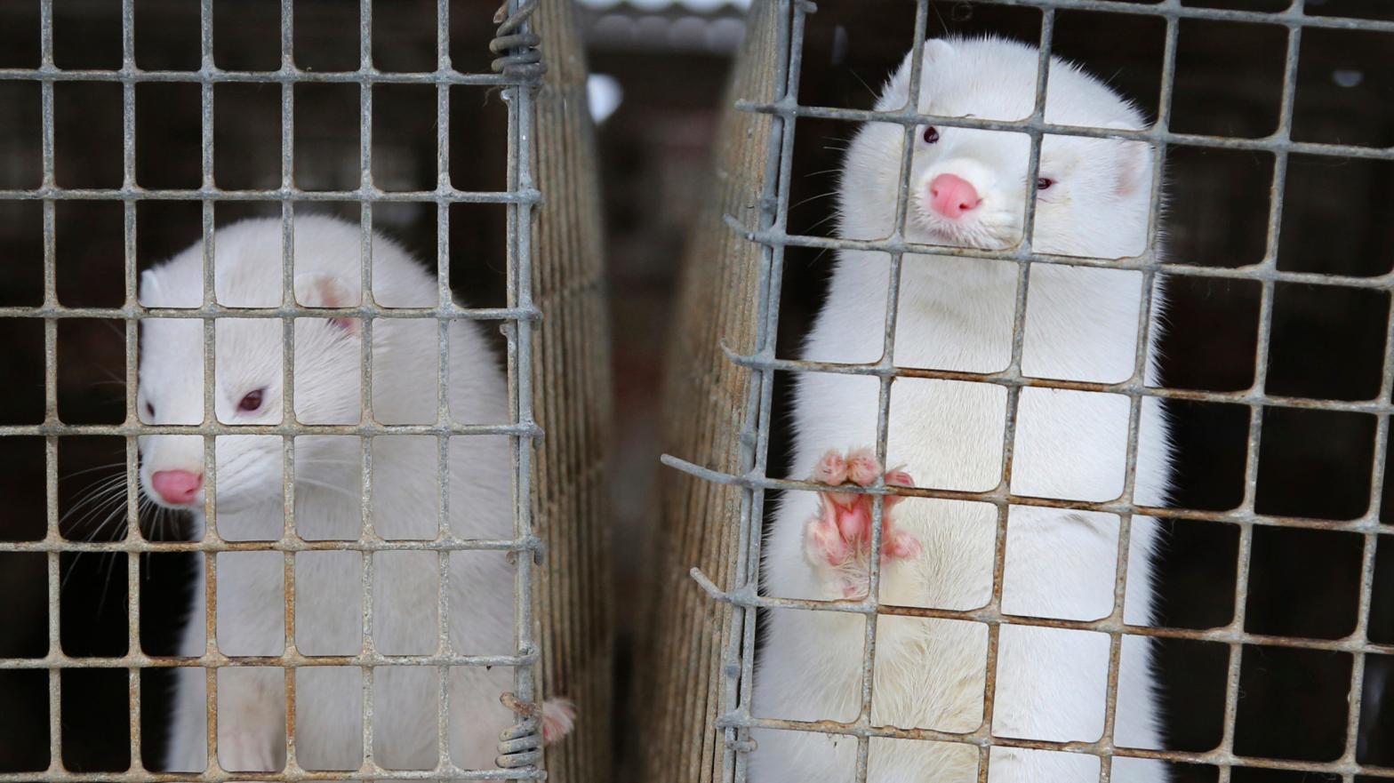 Minks look out of a cage at a fur farm in the village of Litusovo in Belarus.  (Photo: Sergei Grits, AP)