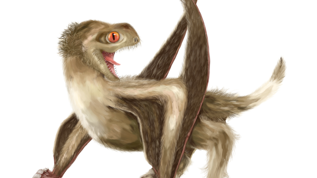 How Fluffy Pterosaurs Have Reignited Dinosaur Debates