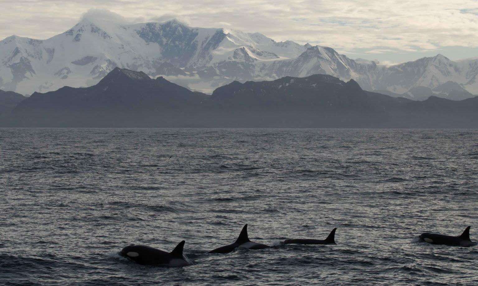 South Georgia hosts large numbers of whales, seals, and penguins.  (Image: Martin Collins/2020 South Georgia right whale project)