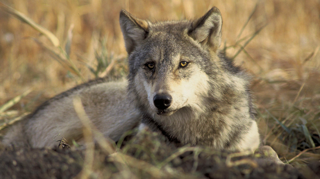 A grey wolf.  (Image: John and Karen Hollingsworth/USFWS)