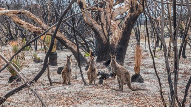 3 Billion Animals Were In The Bushfires’ Path. Here’s What The Royal Commission Said About Them