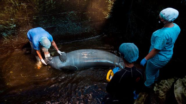 These Manatees Are Returning to the Ocean After Years in Captivity