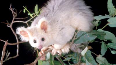 Australia Has Two New Greater Glider Species, Protect Them At All Costs Please