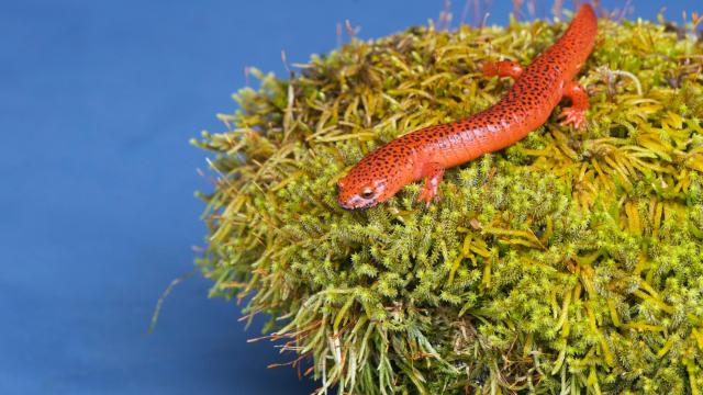 A Skin-Eating Fungus From Europe Could Decimate Appalachia’s Salamanders