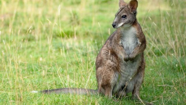 Wallabies Are On The Loose In Britain, We’ve Mapped 95 Sightings
