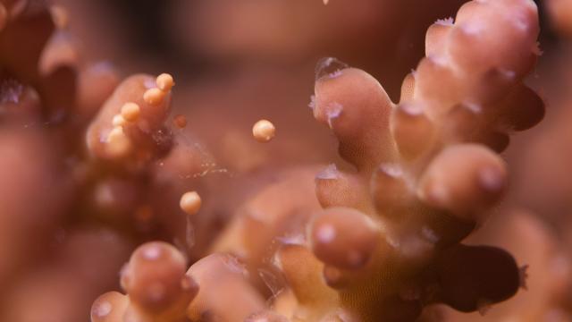 Gene Editing Is Revealing How Coral Reefs Respond To Warming Waters