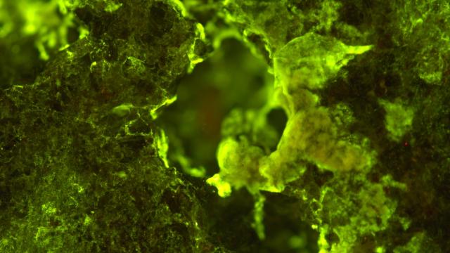 Microbes Can Mine Valuable Elements From Rocks in Space