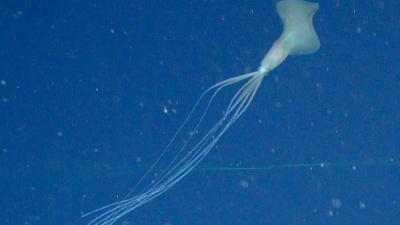 This Super Rare Squid Is A Deep-Sea Mystery