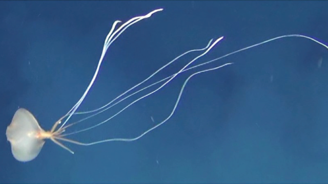 Deepwater Sightings of Rare Bigfin Squid Reveal Some Serious Weirdness