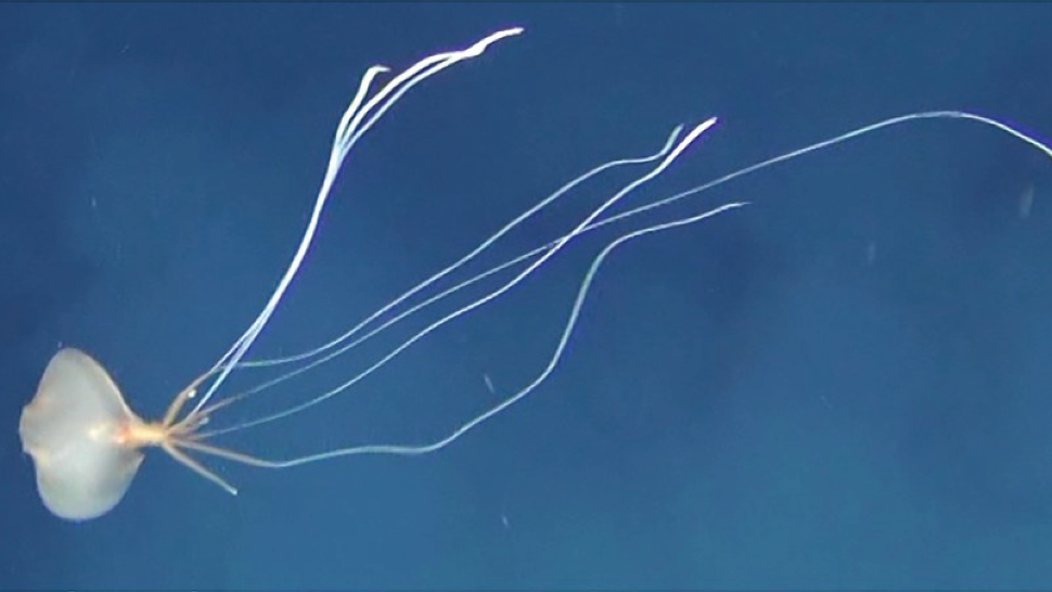 One of five bigfin squid spotted of the southern coast of Australia.  (Image: D. Osterhage et al., 2020/PLOS ONE)