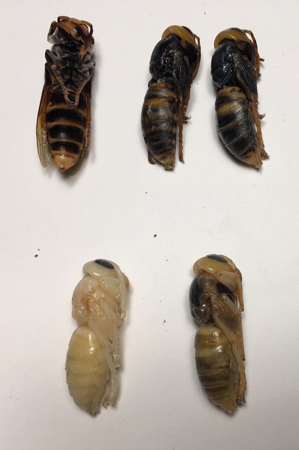 Asian giant hornets from the nest in various stages of pupal development.  (Photo: Washington State Department of Agriculture)