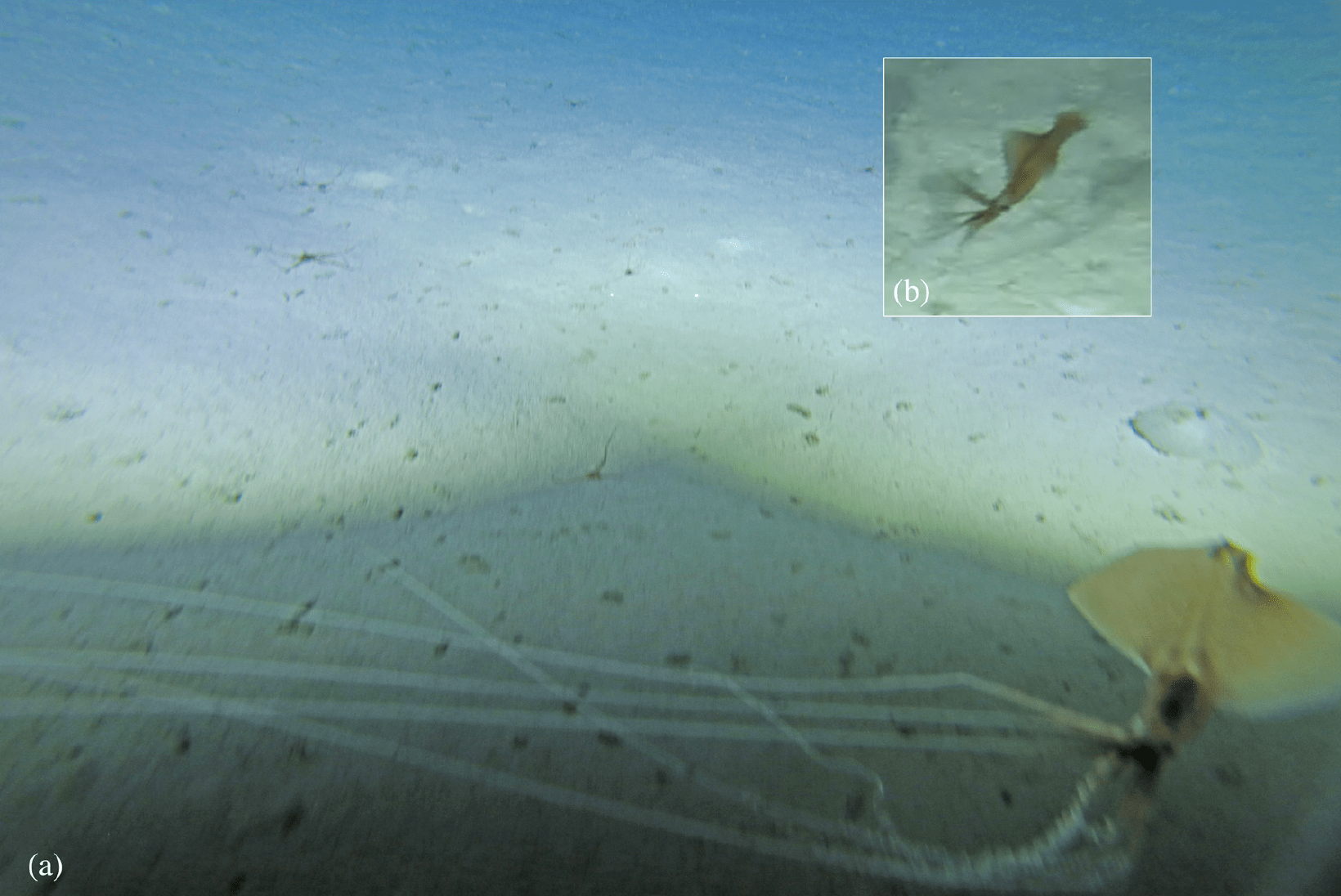 Towed-camera images of a bigfin squid, seen at a depth of 7,146 feet (2,178 meters).  (Image: D. Osterhage et al., 2020/PLOS ONE)