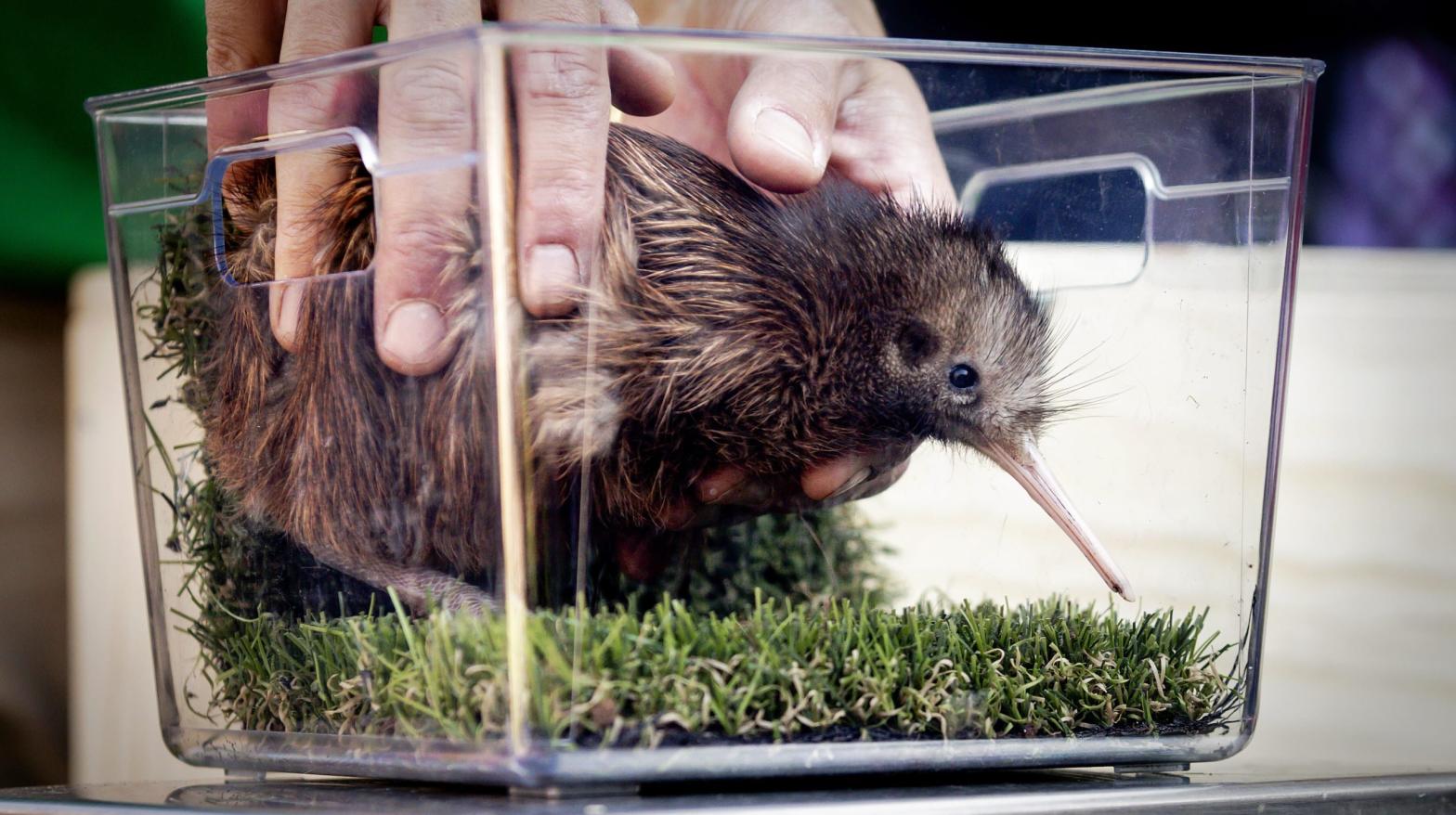 Photo of a baby kiwi — presumably not the same kiwi that's trying to steal the election. (Photo: Robin Van Lonkhuijsen, Getty Images)