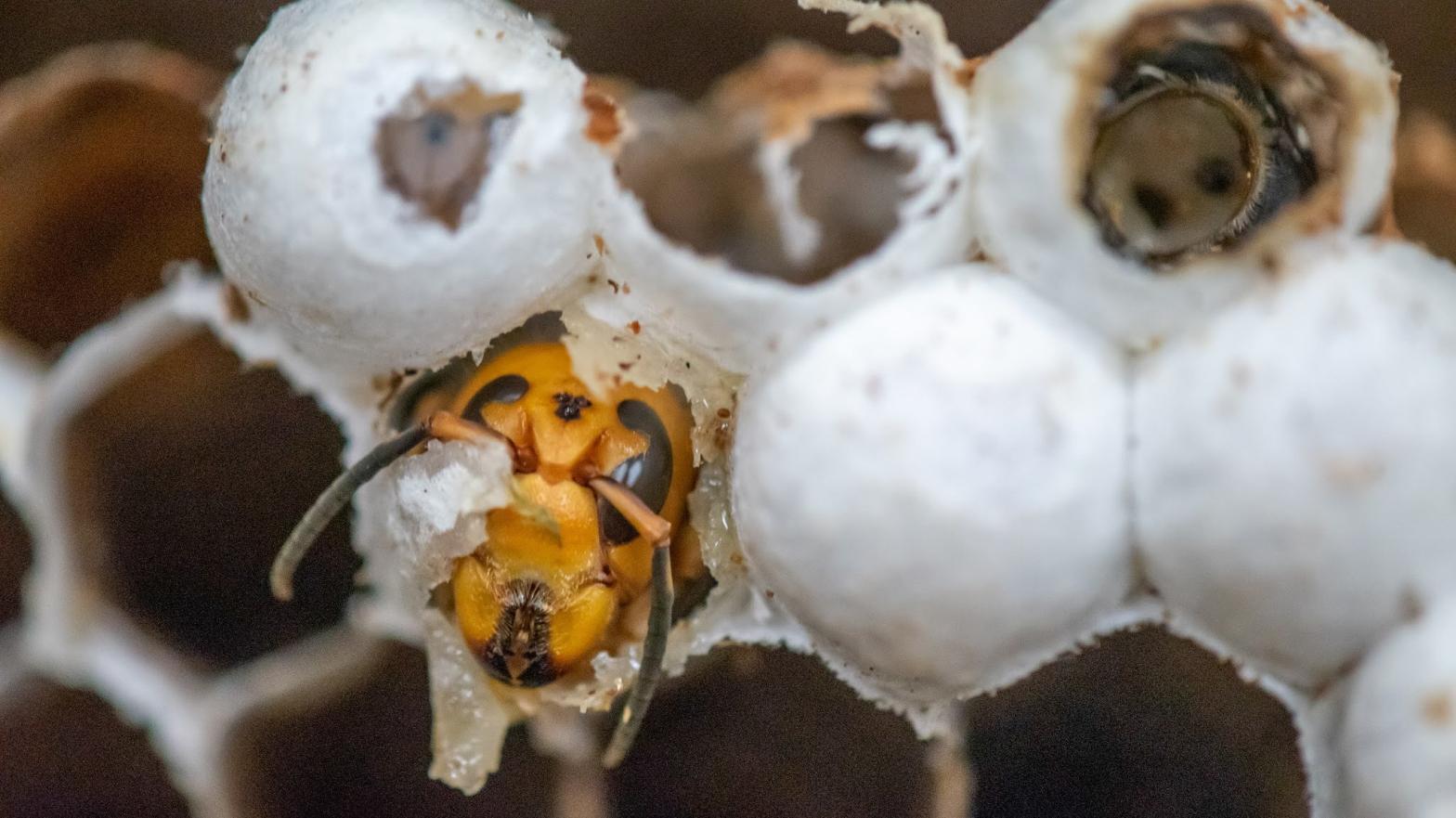 A mature Asian giant hornet getting ready to emerge from the cell where it developed as a larva. (Photo: Washington State Department of Agriculture)