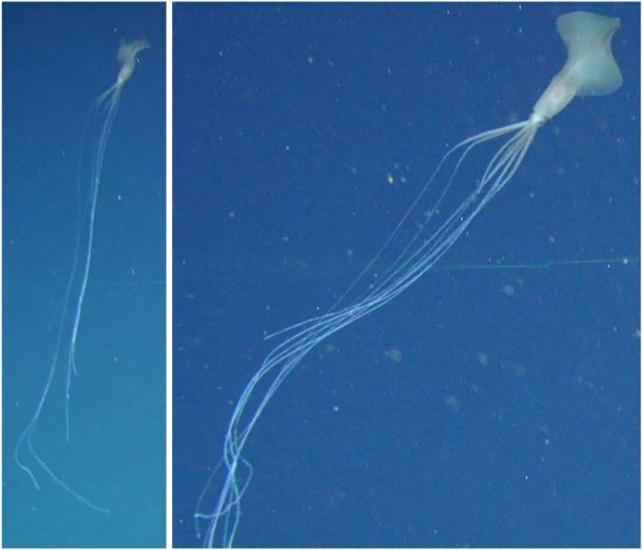 This is the third bigfin to be spotted during the survey. The image on the left provides a good sense of how far their filaments can extend.  (Image: D. Osterhage et al., 2020/PLOS ONE)