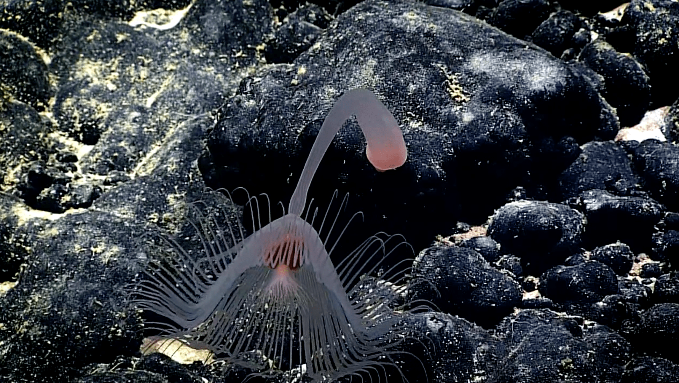 A hydroid exploring a seamount.  (Image: NOAA)