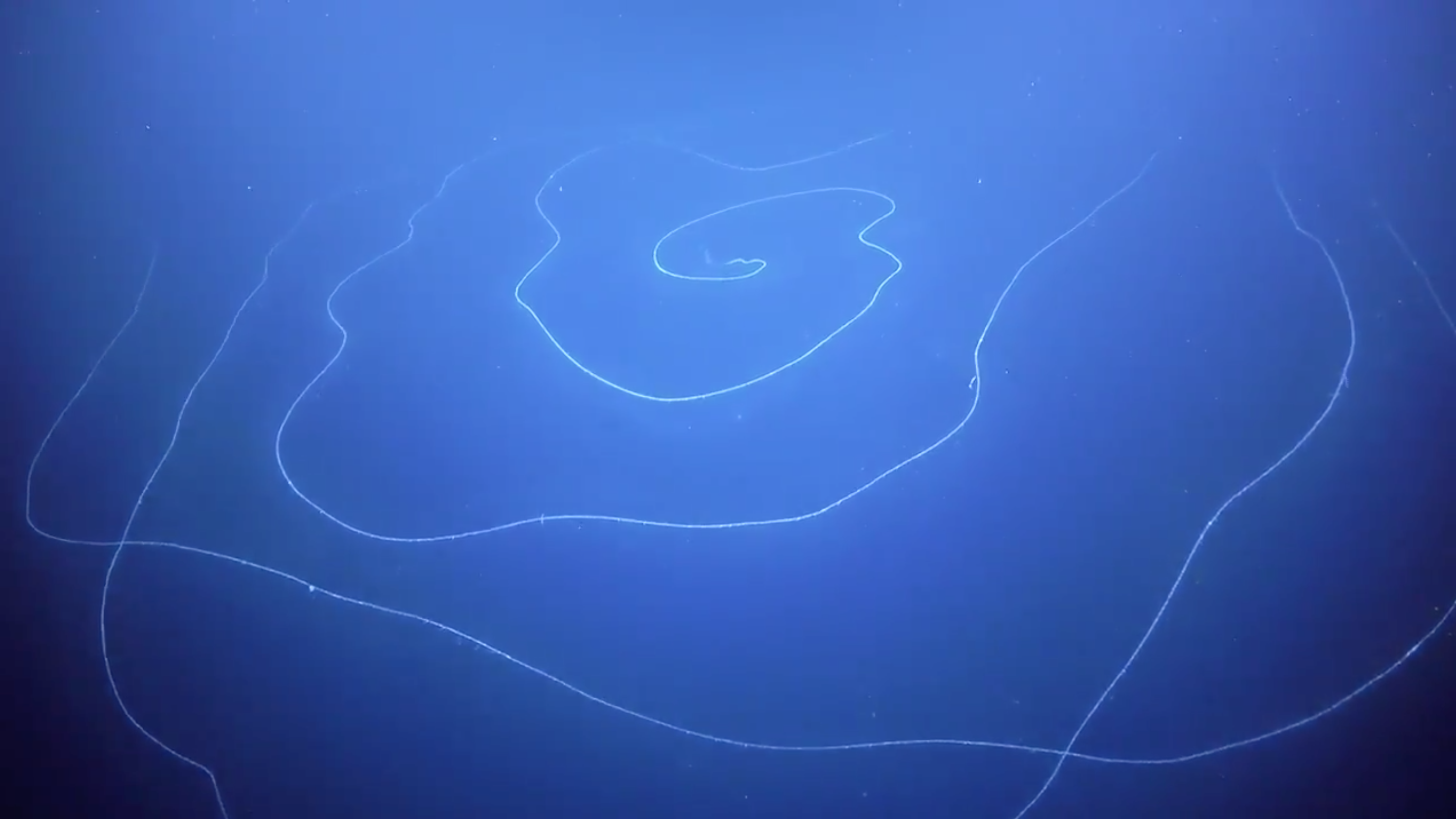 The giant siphonophore. (Image: Schmidt Ocean Institute)
