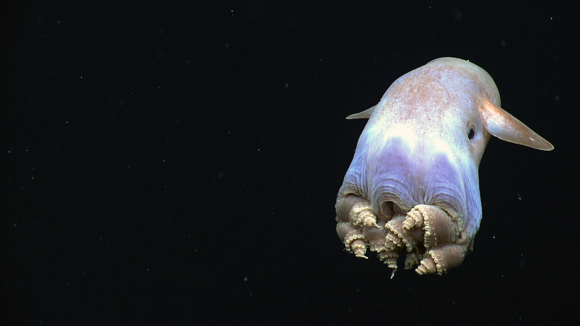 A dumbo octopus swimming in the Gulf of Mexico.  (Image: NOAA)