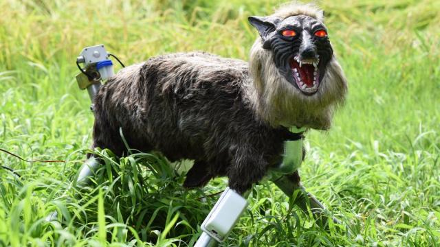 This Japanese Town Deployed Robot Wolves To Stop Bear Attacks