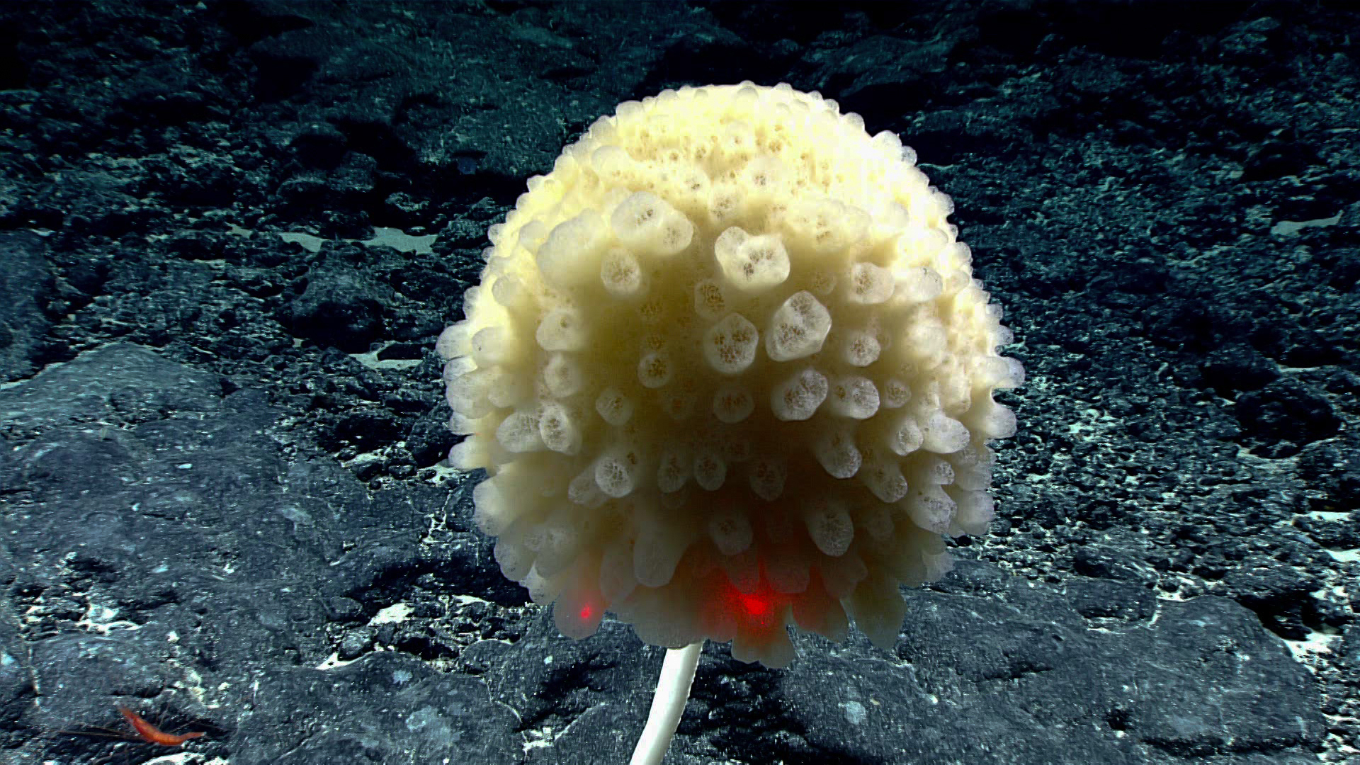 Stalked glass sponge. (Image: NOAA)