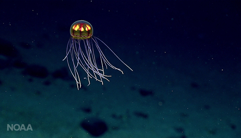Another hydromedusa, this one  spotted on a ridge located just west of the Mariana Trench. (Image: NOAA)