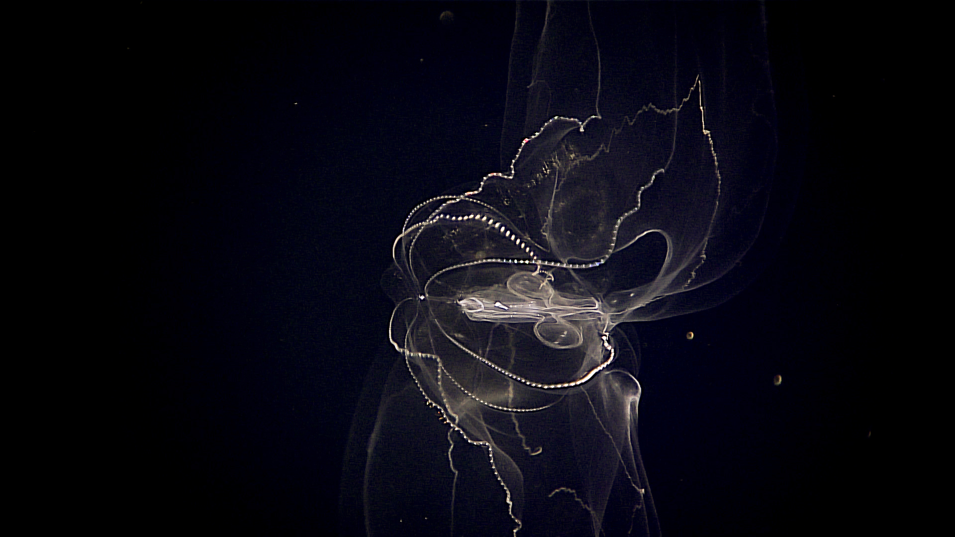 Lobate ctenophore (or comb jelly). (Image: NOAA)