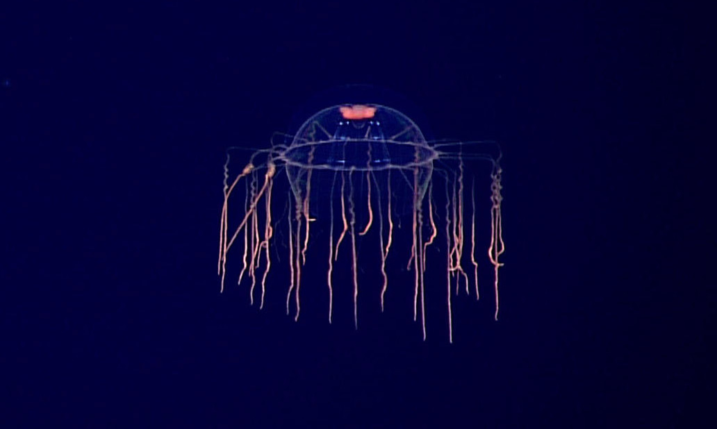 The hydromedusa species of deep sea jellyfish, as seen in 2016.  (Image: NOAA)