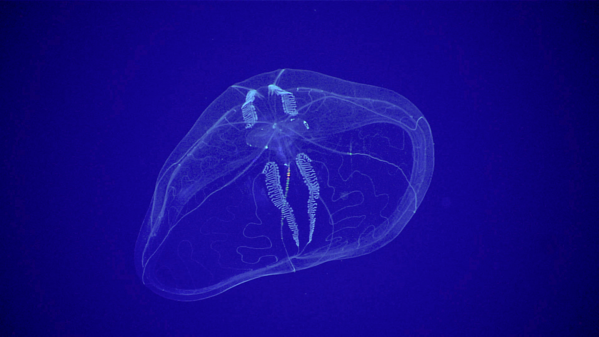 A translucent comb jelly at a depth of about 600 meters (600.46 m). (Image: NOAA)