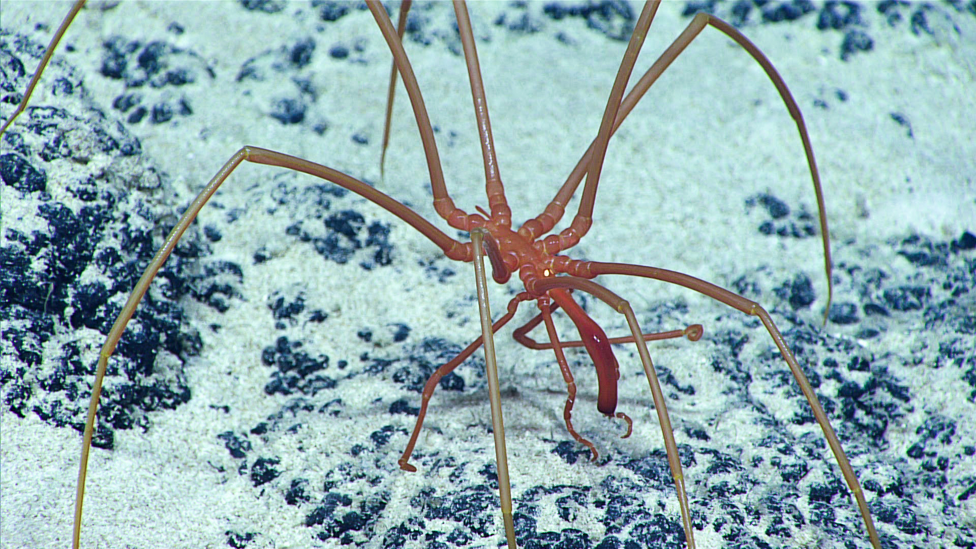 A sea spider. (Image: NOAA)