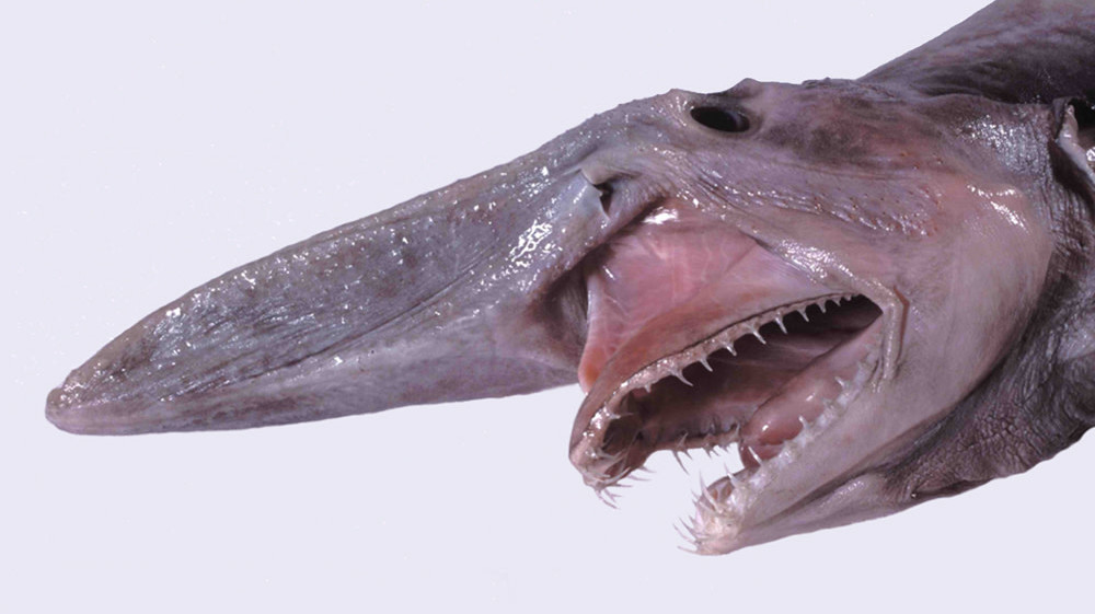 Head of a goblin shark. (Image: Dianne Bray/Museum Victoria)