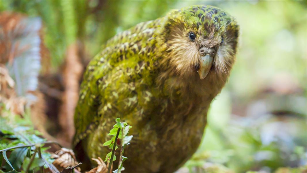 Image of the Kakapo