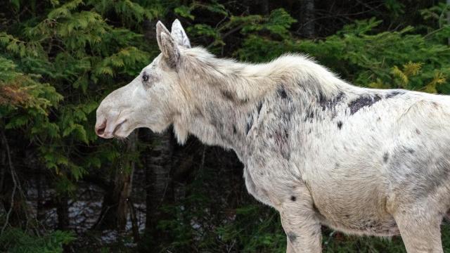 Killing of Rare Canadian ‘Spirit’ Moose Sparks Outrage, Sadness and a Search for Those Responsible