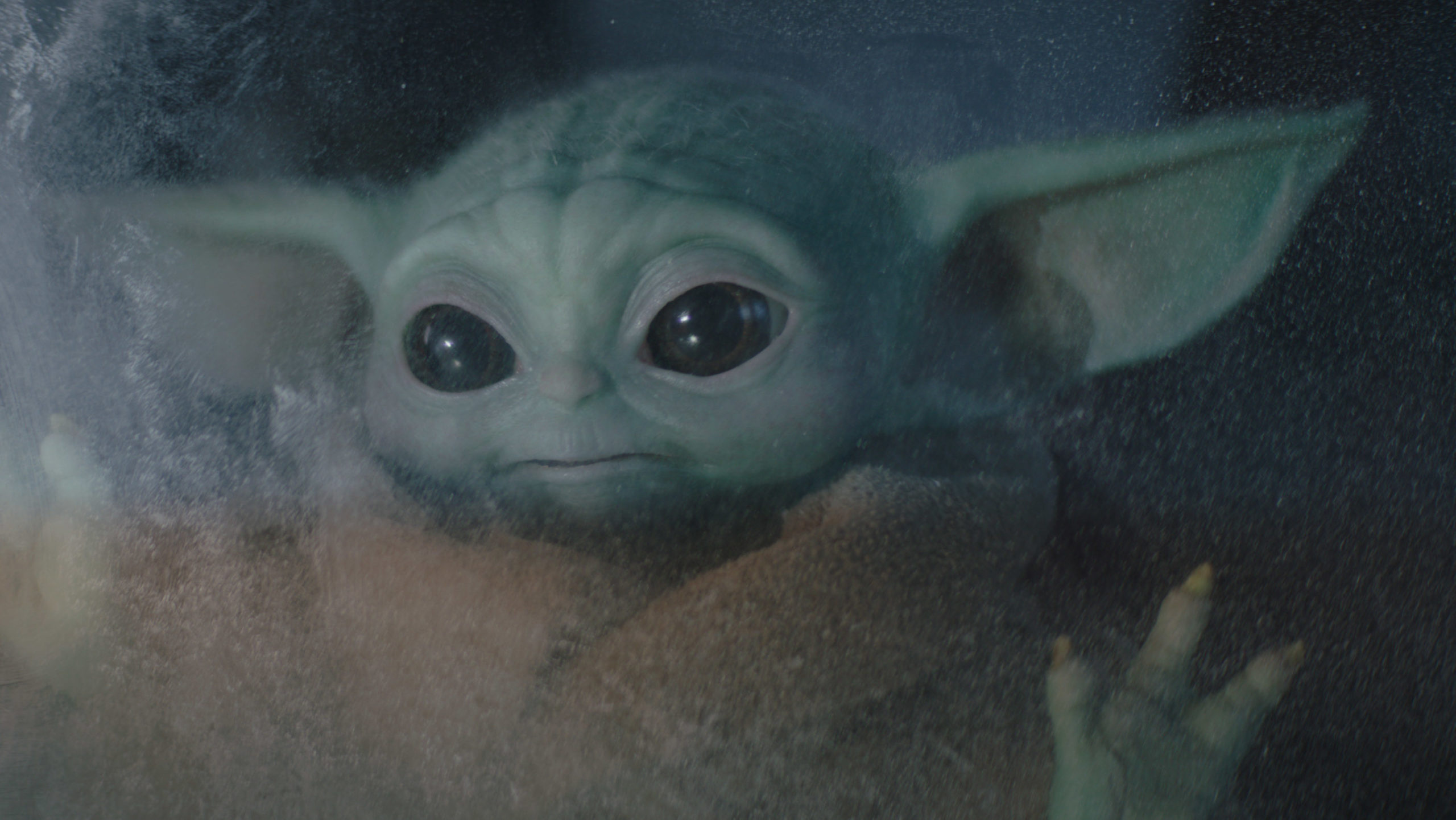This little guy could be looking at a whole new universe. (Photo: Lucasfilm)