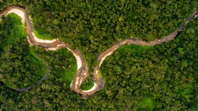 What Would Happen If We Cut Down The Amazon Rainforest?