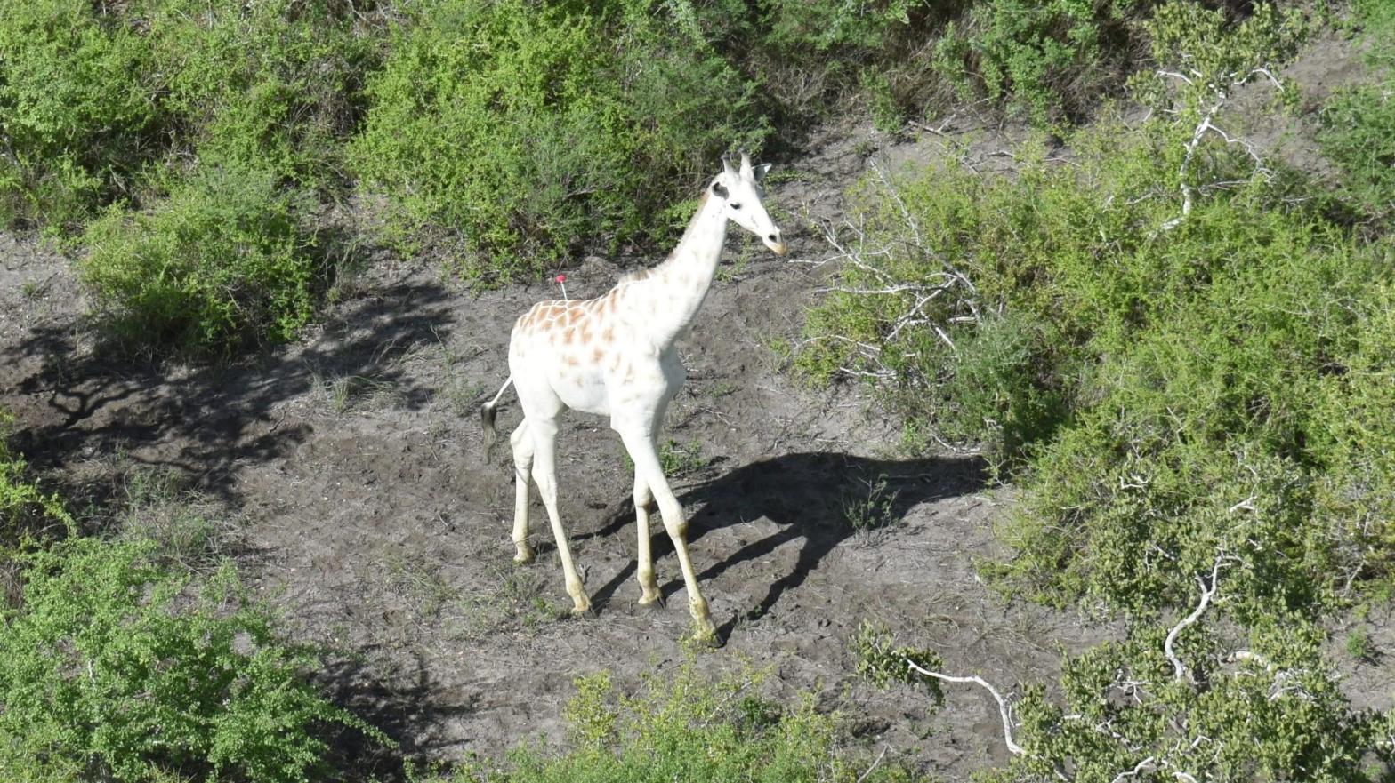 The only known white giraffe in the world.  (Image: Save Giraffes Now)
