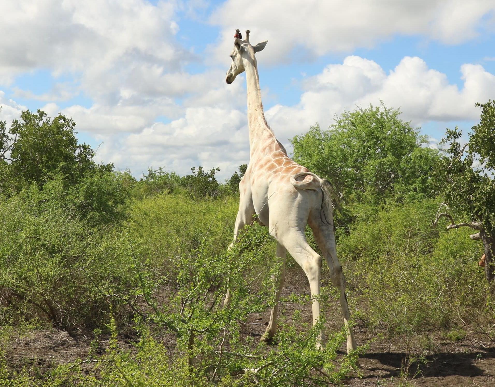 The white giraffe equipped with the satellite tracker.  (Image: Save Giraffes Now)