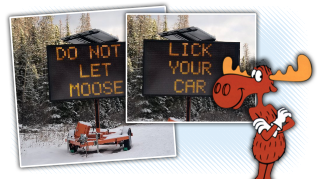 This Is Why You’re Not Supposed To Let Moose Lick Your Car