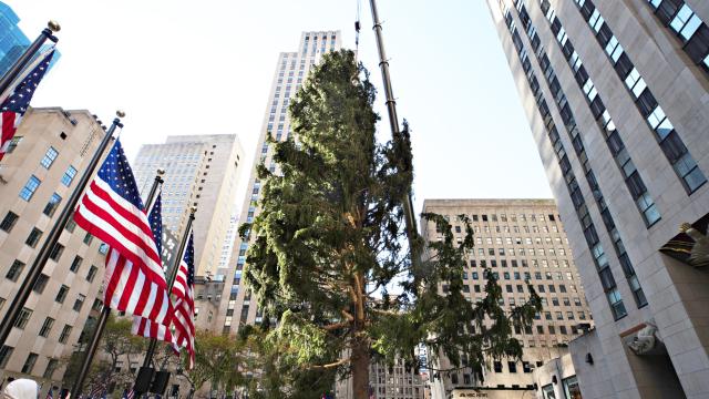 Cancel the Rockefeller Centre Christmas Tree for Good