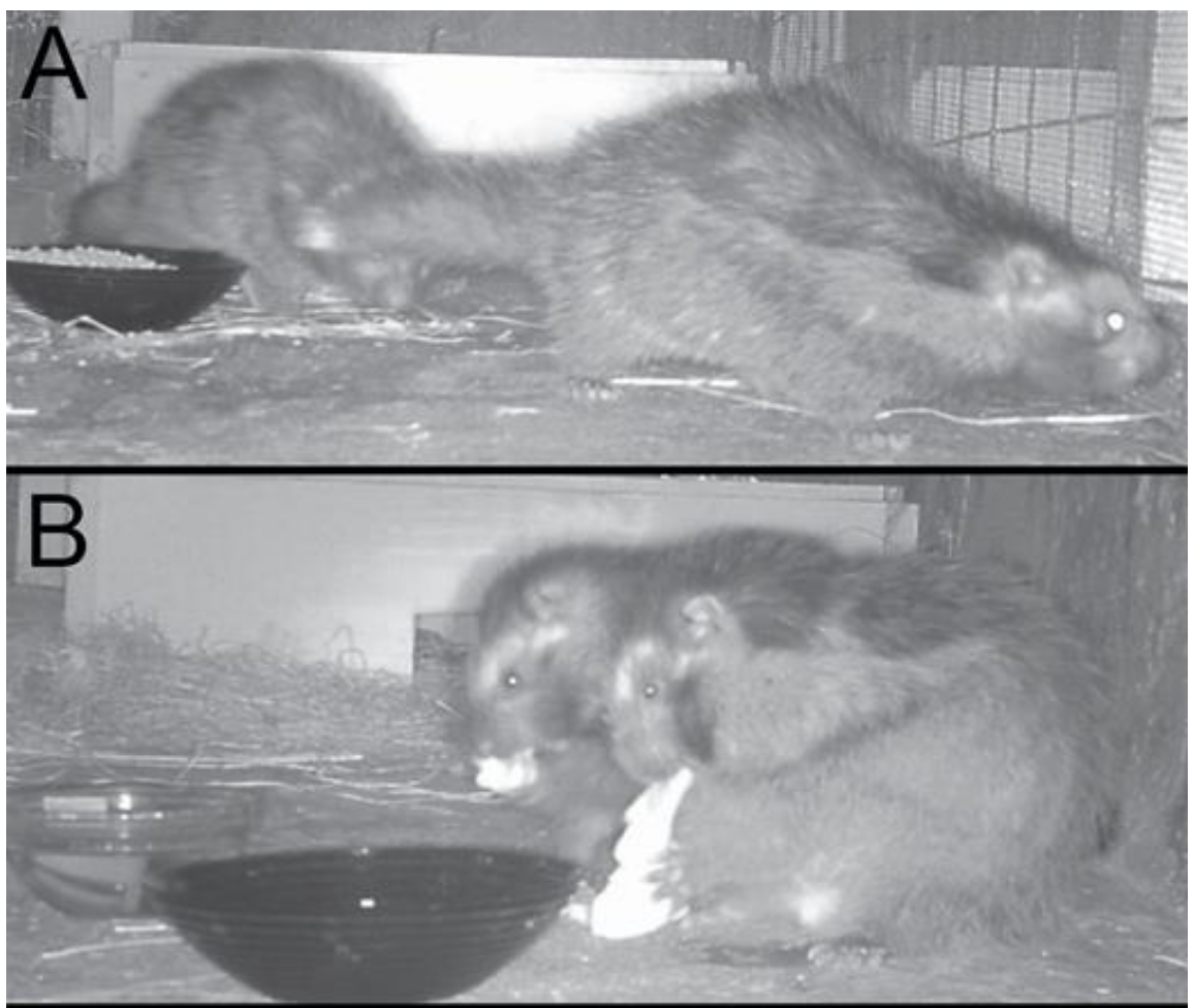 The animals displayed many social behaviours during their time in captivity.  (Image: S. B. Weinstein et al., 2020/Journal of Mammalogy)