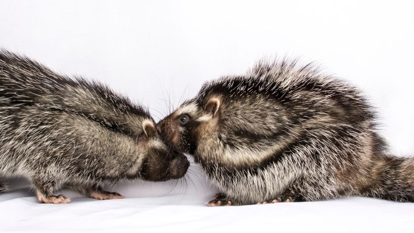 A pair of African crested rats.  (Image: The University of Utah)