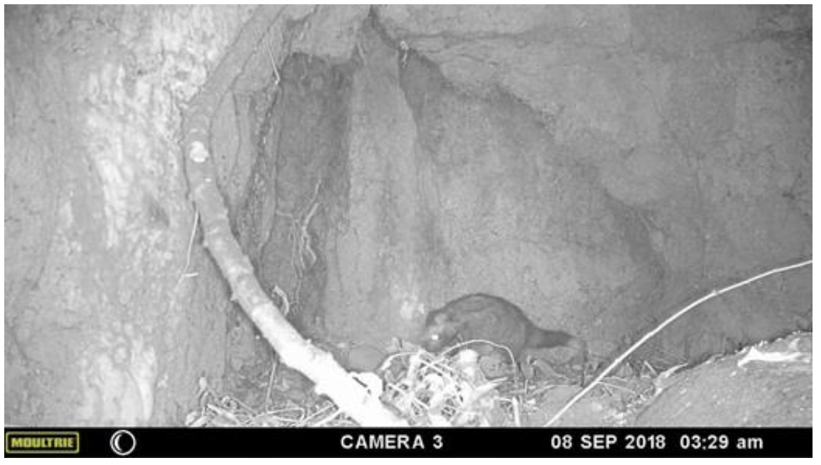 Camera trap image showing a lone crested rat. (Image: S. B. Weinstein et al., 2020/Journal of Mammalogy)